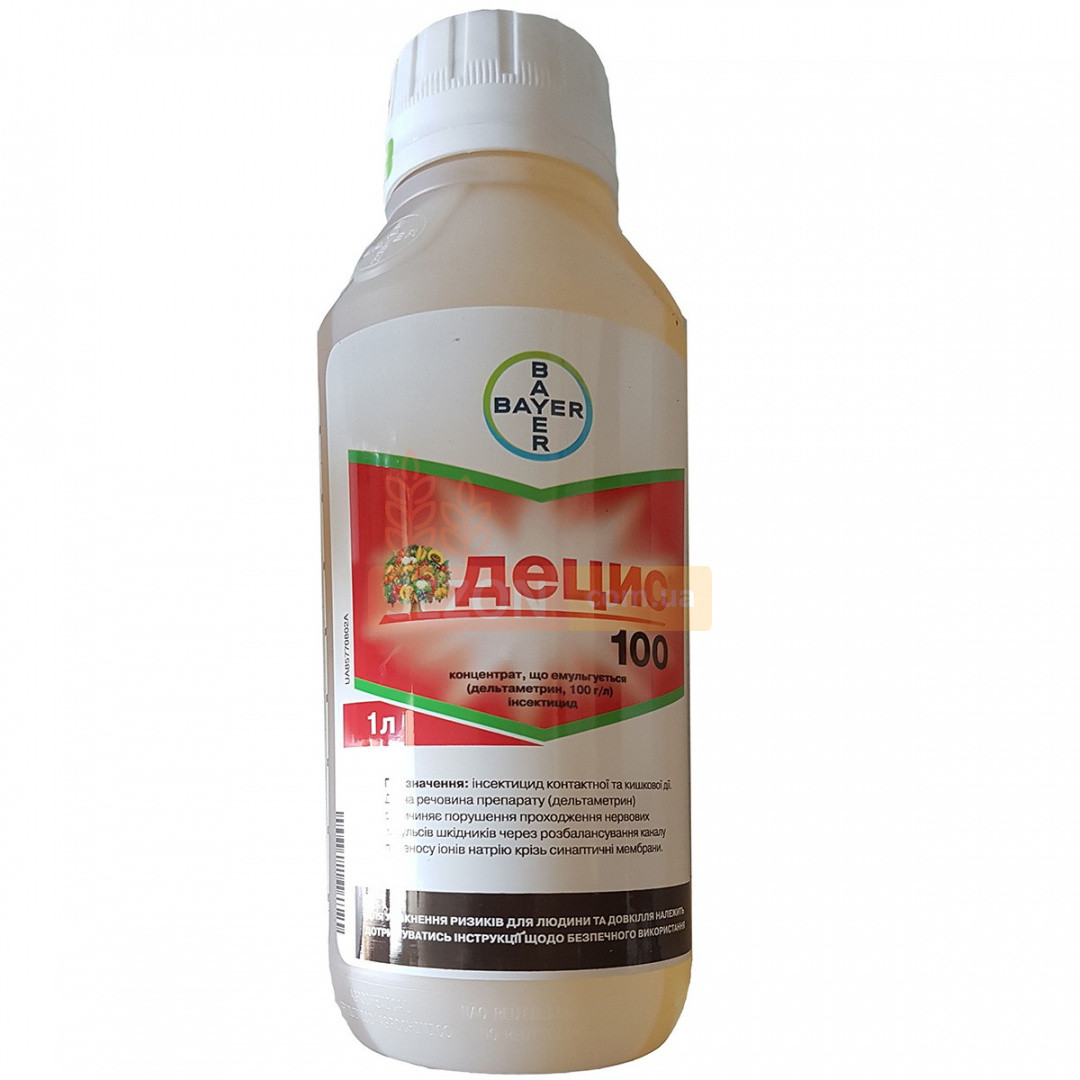 Қыздардың кискаларының суреттері